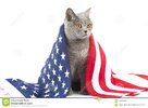 cat-flag-usa-american-real-patriot-america-white-background-british-scottish-breed-cats-isolat...jpg